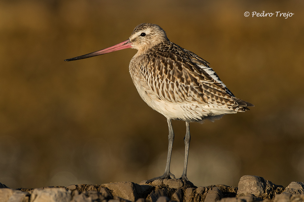 Aguja colipinta (Limosa lapponica)